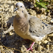 Eared Dove